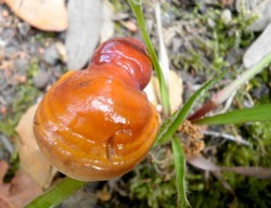 Reishi (all: Glaenzender Lackporling)