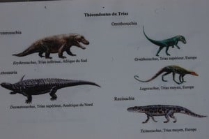 les ancêtre des dinosaures