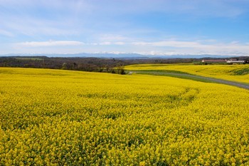 Les champs de colza devant la coulisse des Pyrénées encore enneigées!