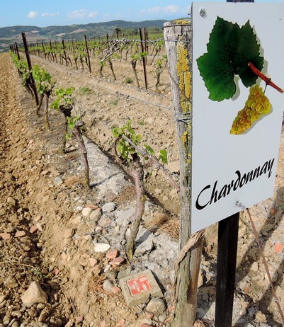 Un des quatre cépages du vignoble de Limoux. Le Chardonnay est ajouté à la Blanquette, au Crémént, mais donne aussi un excellant vin blanc tranquille.