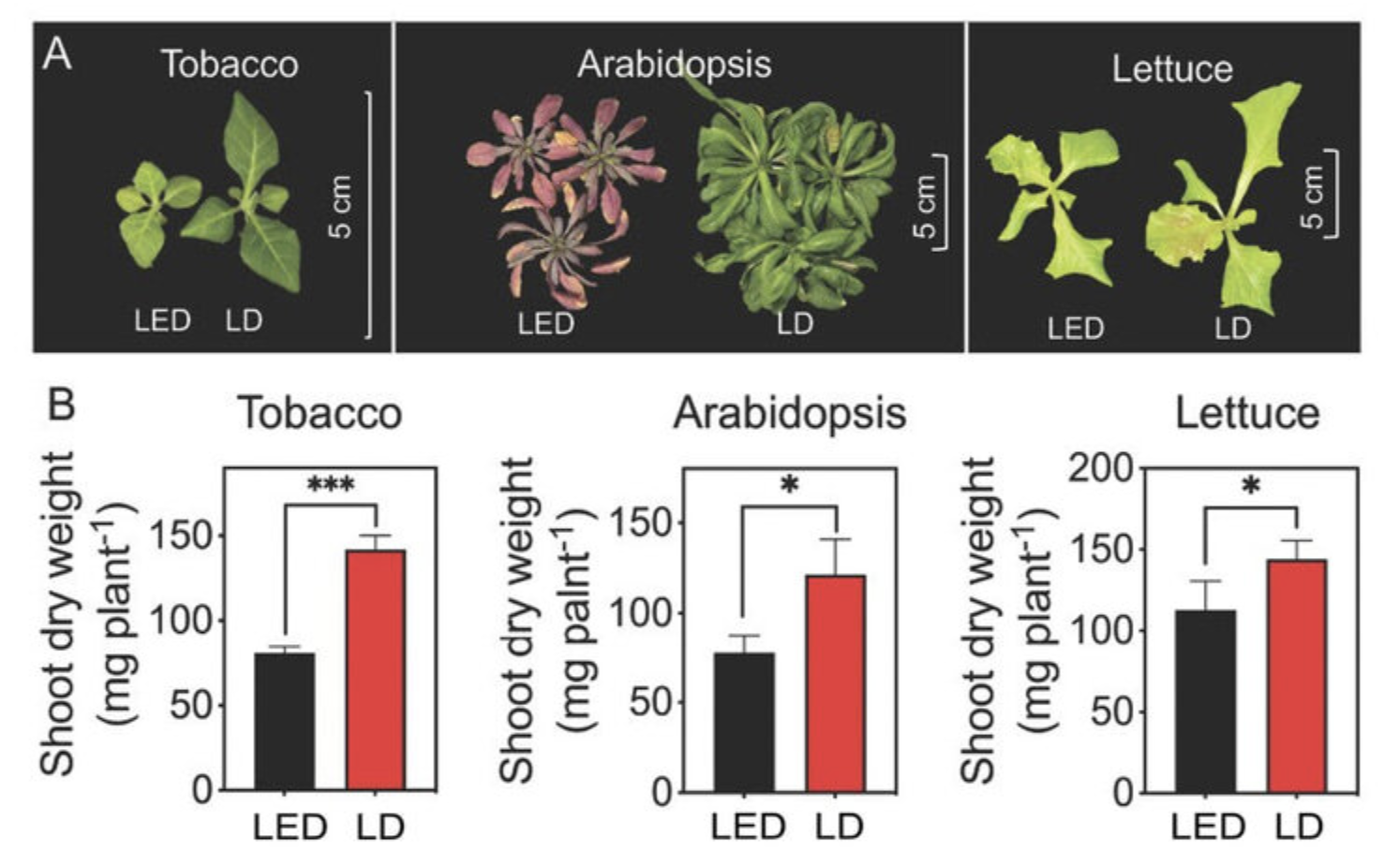 plant cultivation by red laser diode