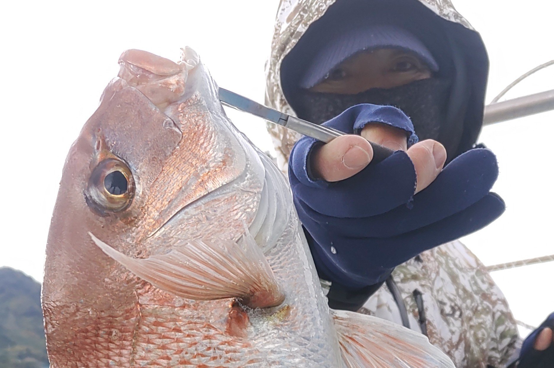 12月15日　青物＆鯛　釣果