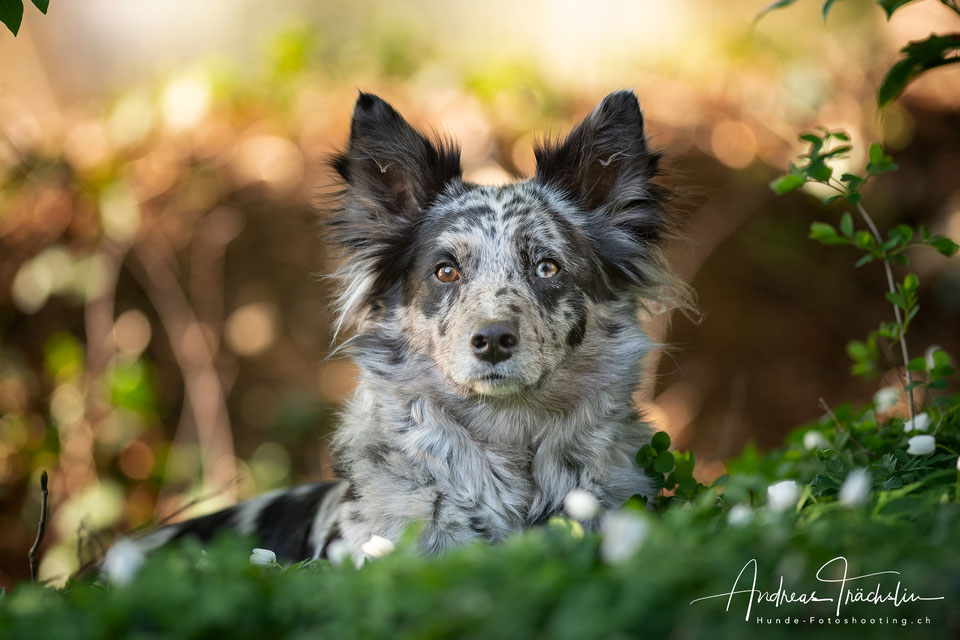 Border Collies of Oakwoodwillow