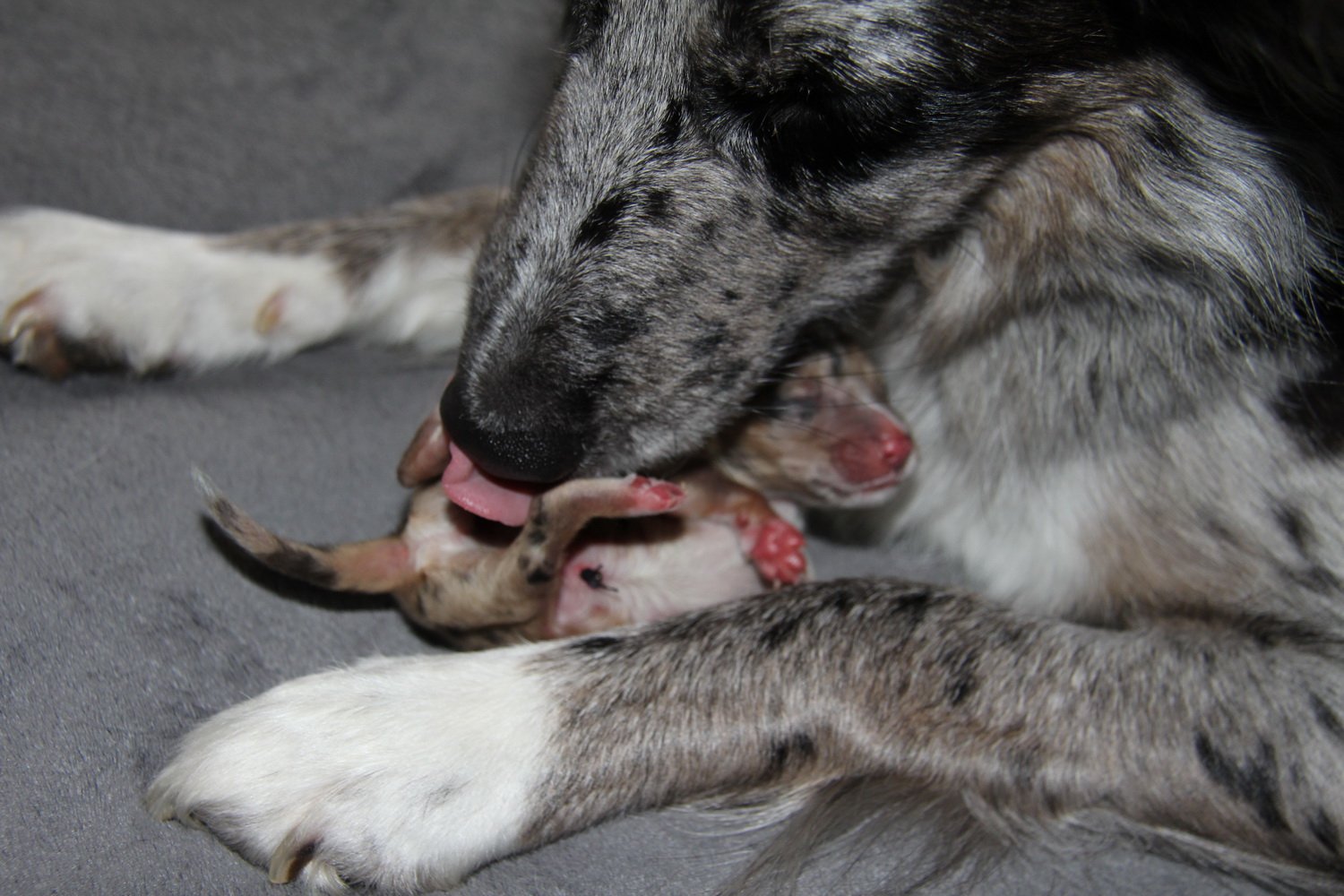 A-Wurf Border Collie of Oakwoodwillow