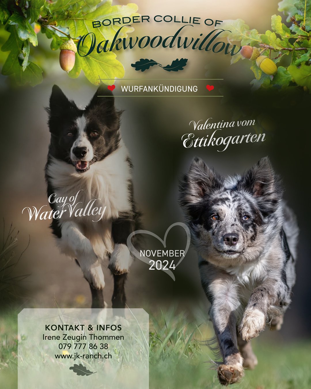 Wurfankündigung B-Wurf