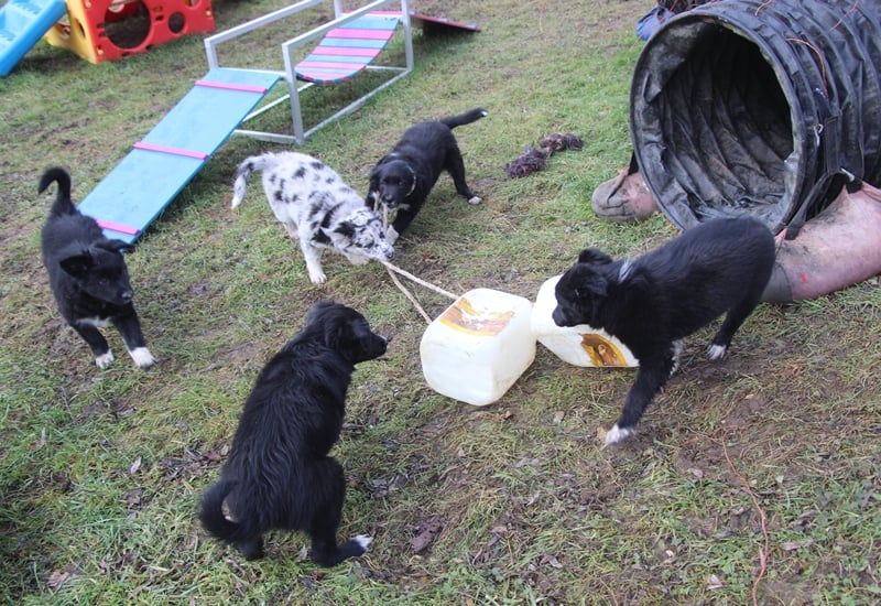 B-Wurf ist ausgezogen