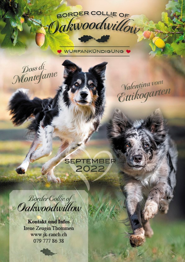 Wurfankündigung Border Collies of Oakwoodwillow