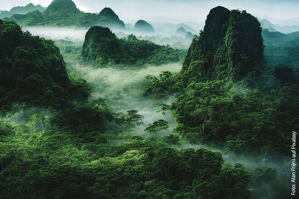 Regenwälder am Amazonas – und was haben wir damit zu tun?‎
