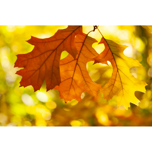 Wer haftet bei Unfällen durch Herbstlaub?