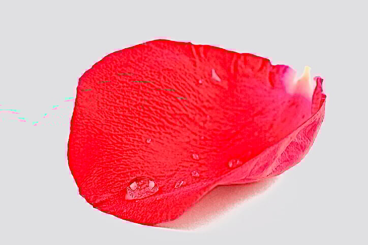 Eine einzelne Blüte einer roten Rose, mit einigen Wassertropfen benetzt. 