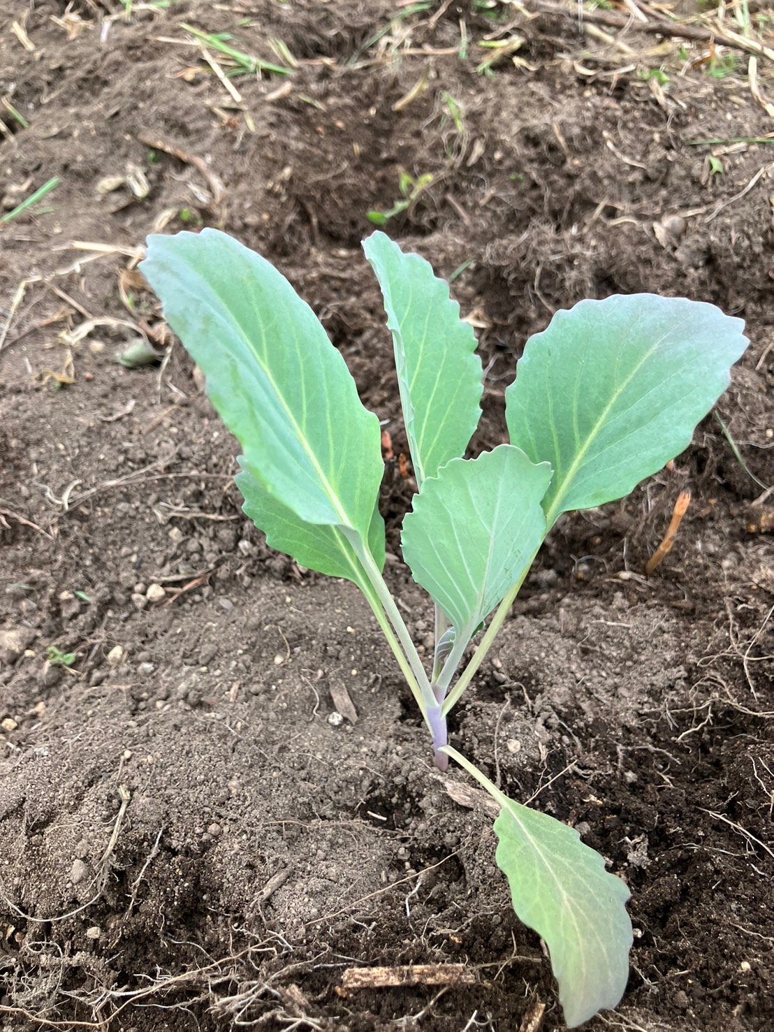 露地の種まき、定植スタート