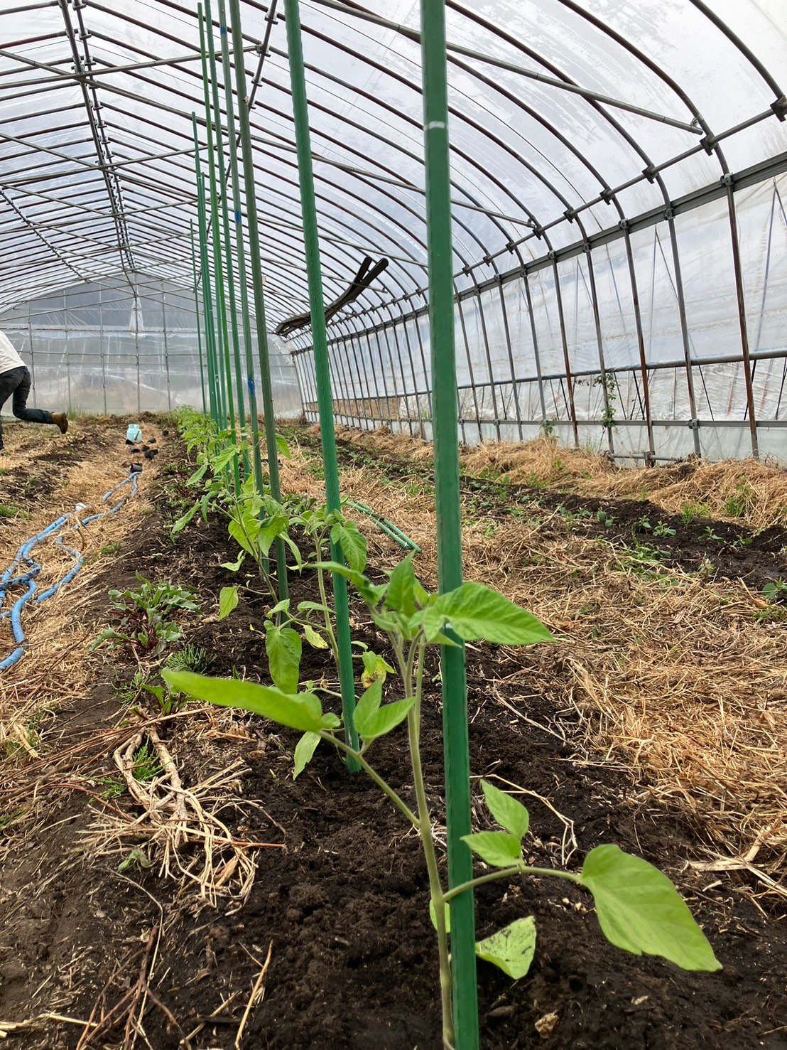 ハウス定植はトマトから