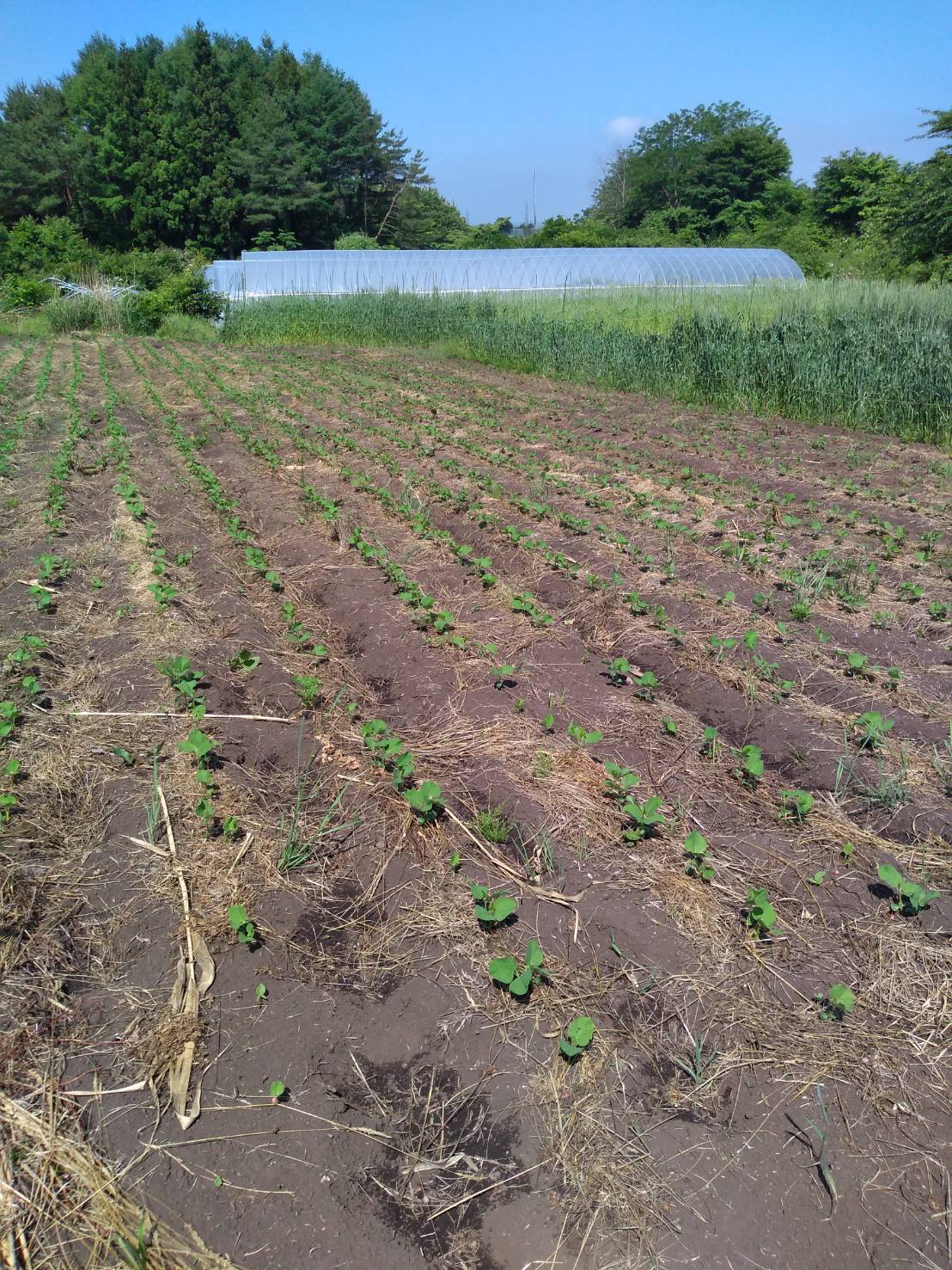 枝豆そろってきました