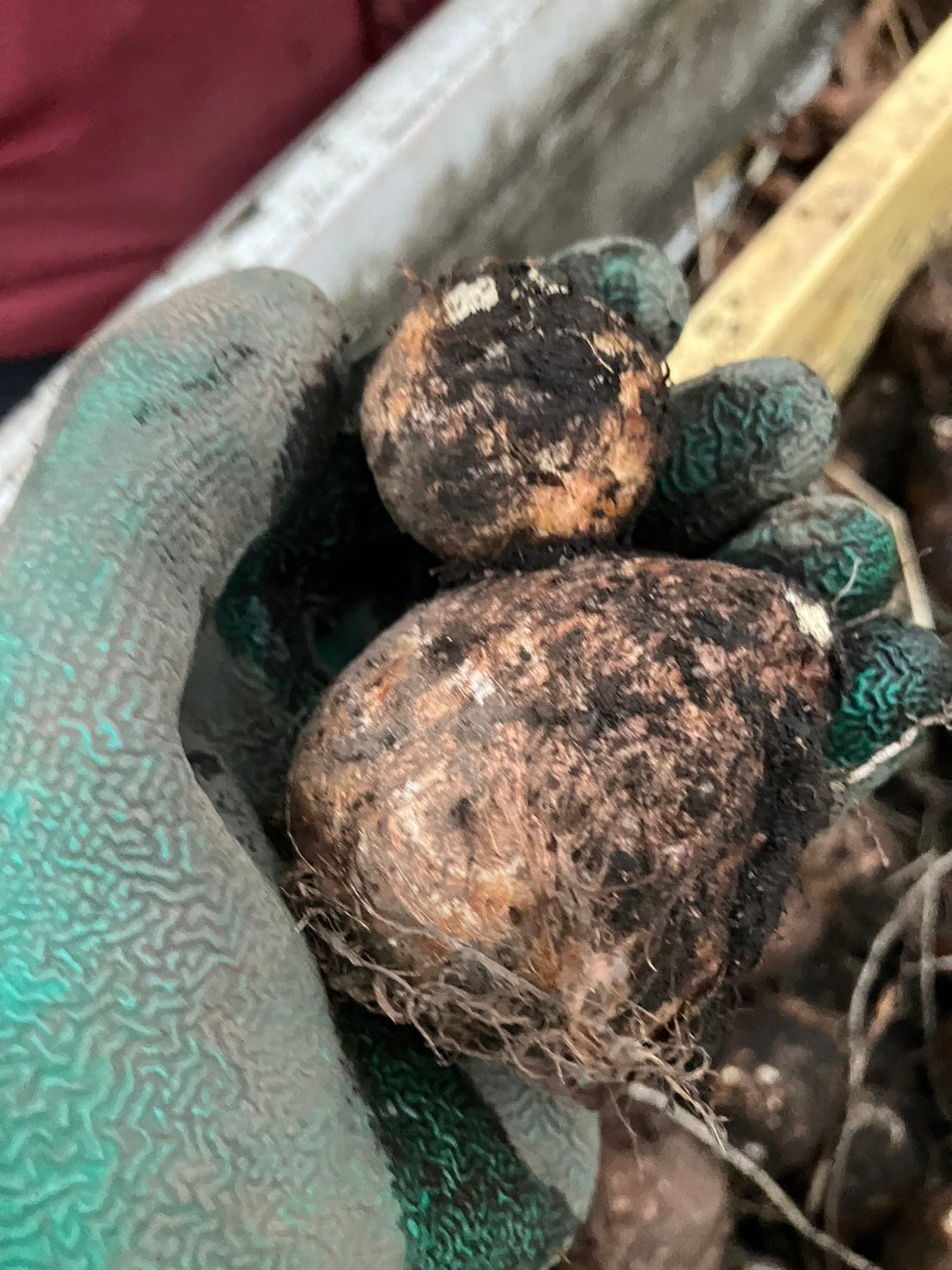 里芋とさつまいも