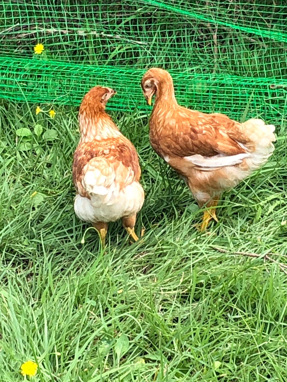 大きくなってきました、まもなく120日齢