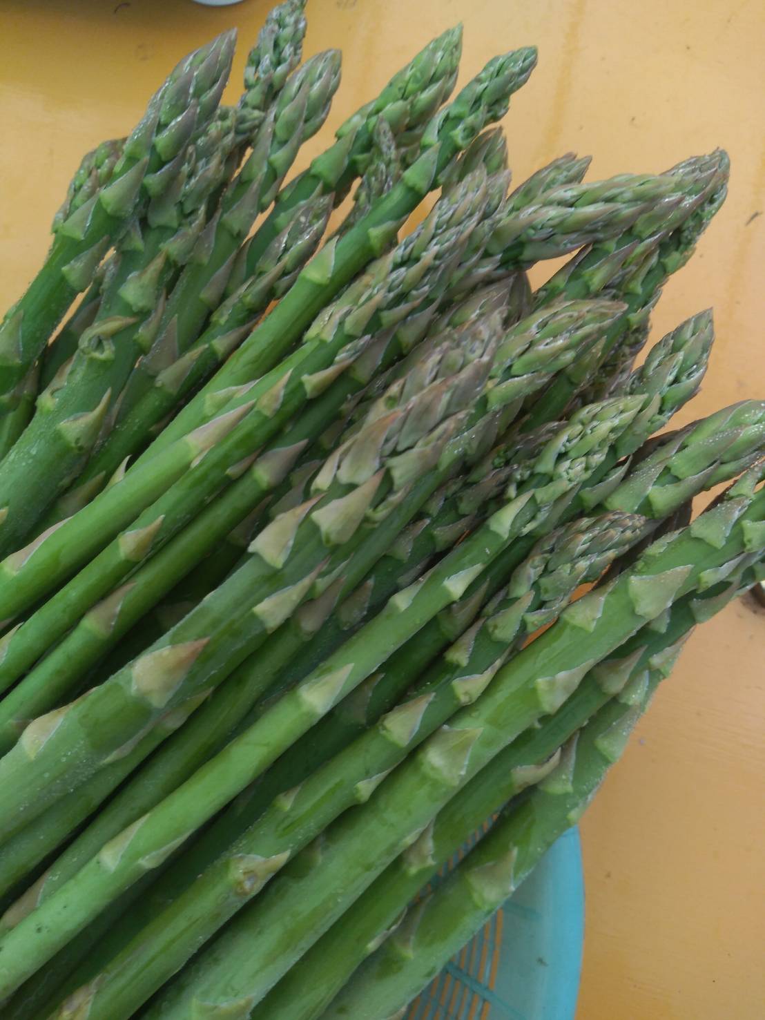 今季のアスパラ終了です