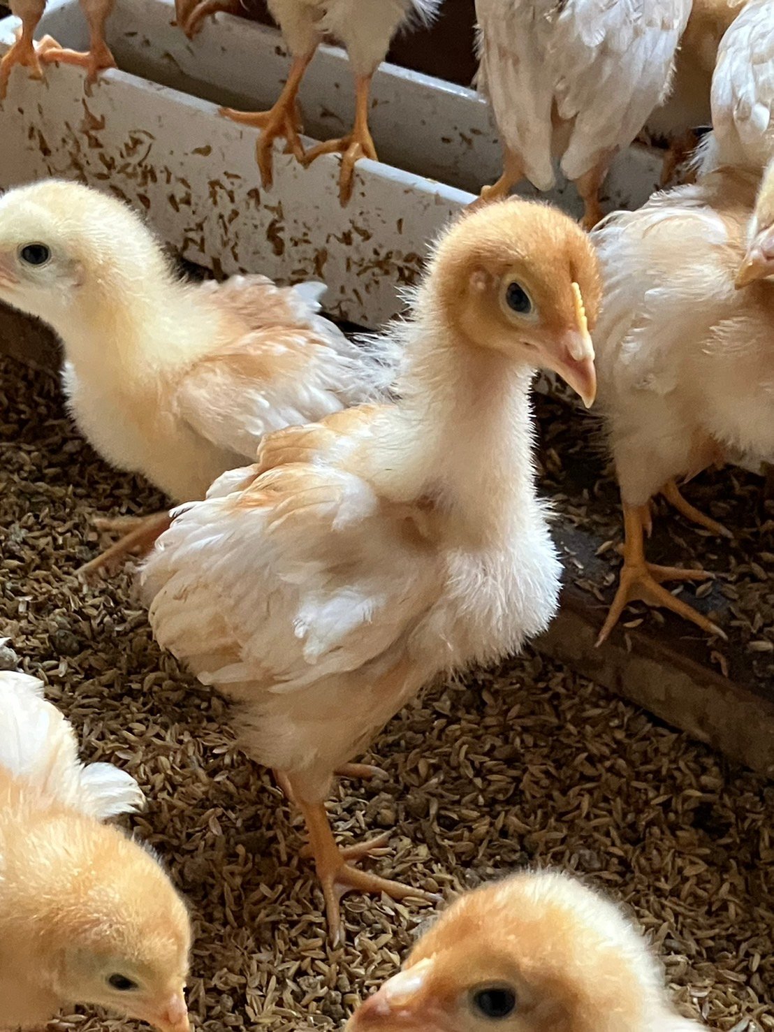 ひよこたちを迎えて６週間です