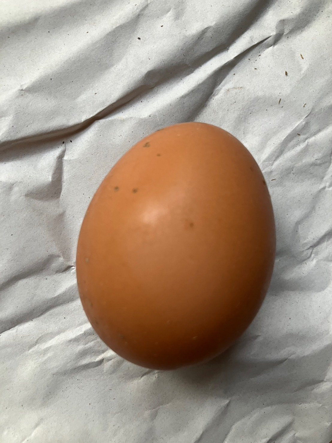 ヒナたちが初産を迎えています