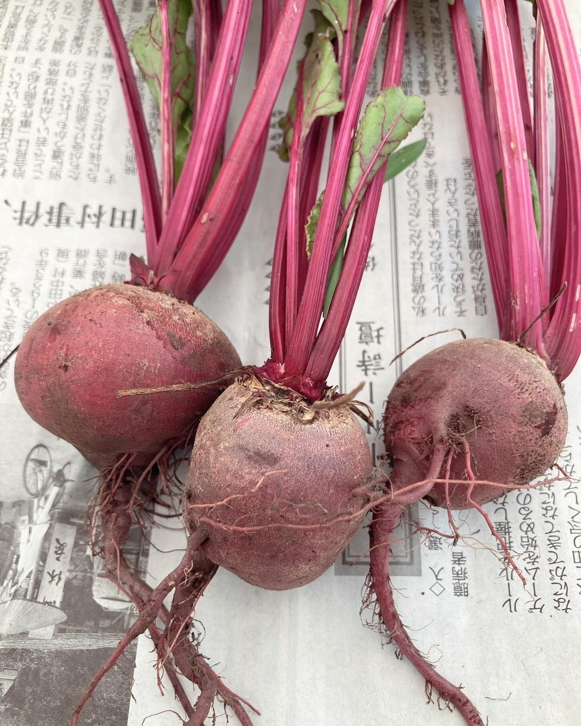 真っ赤なビーツがおいしいです