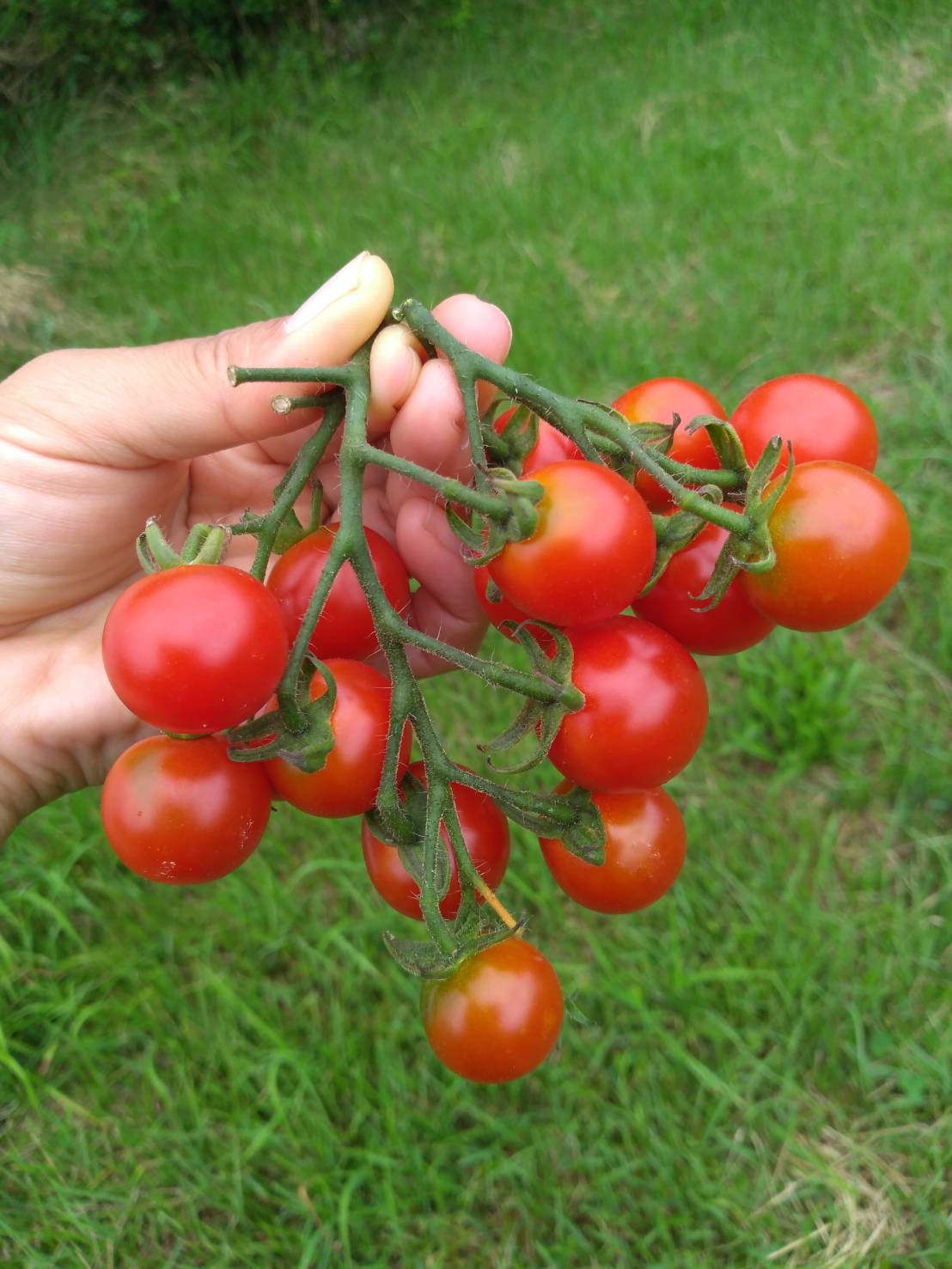 自家採種の固定種野菜苗を販売します