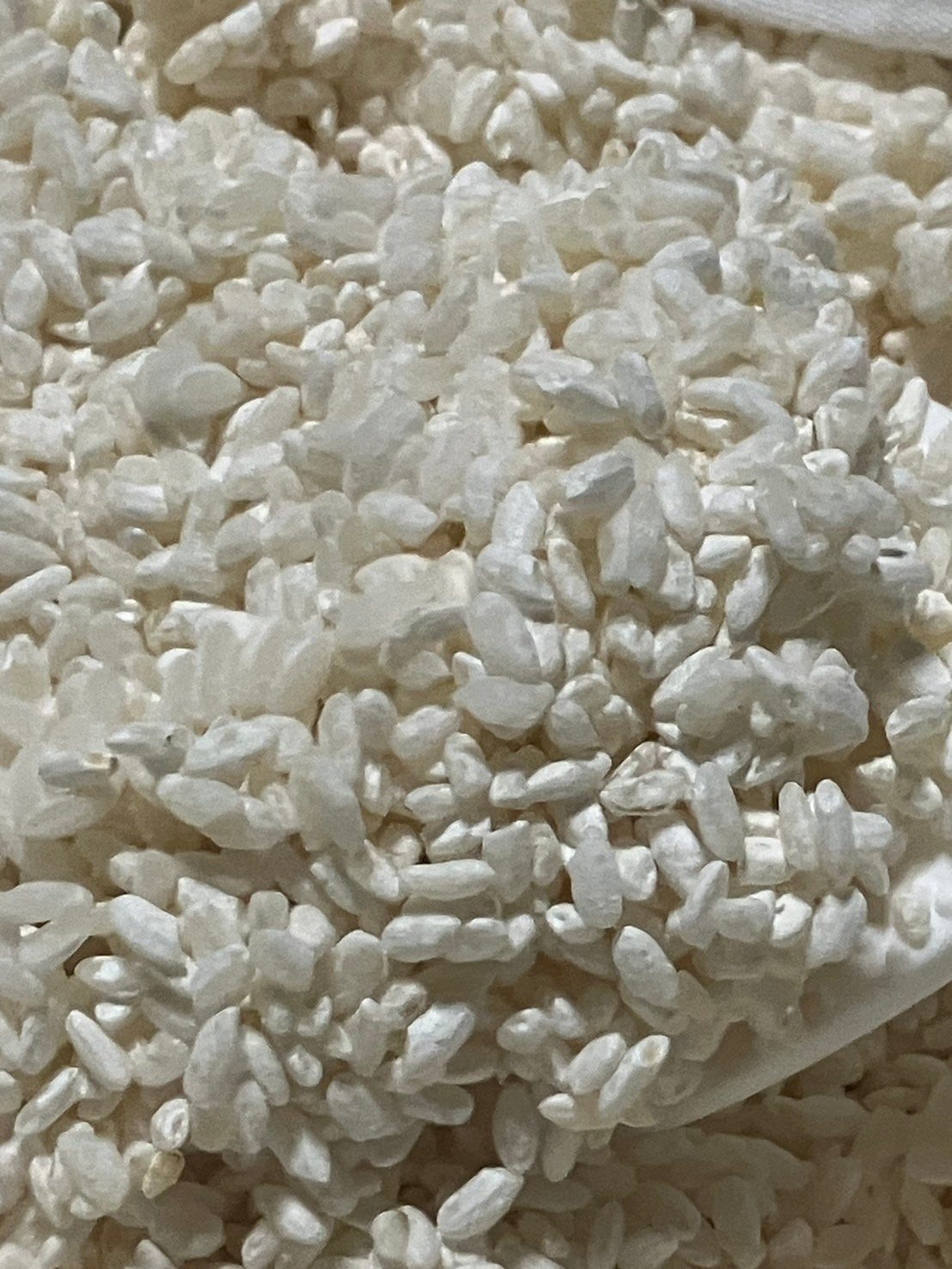 今年も麹を作っていました