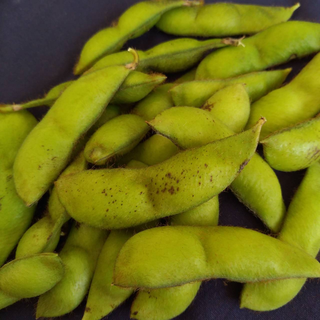 農薬や化学肥料なし！丹波黒大豆枝豆