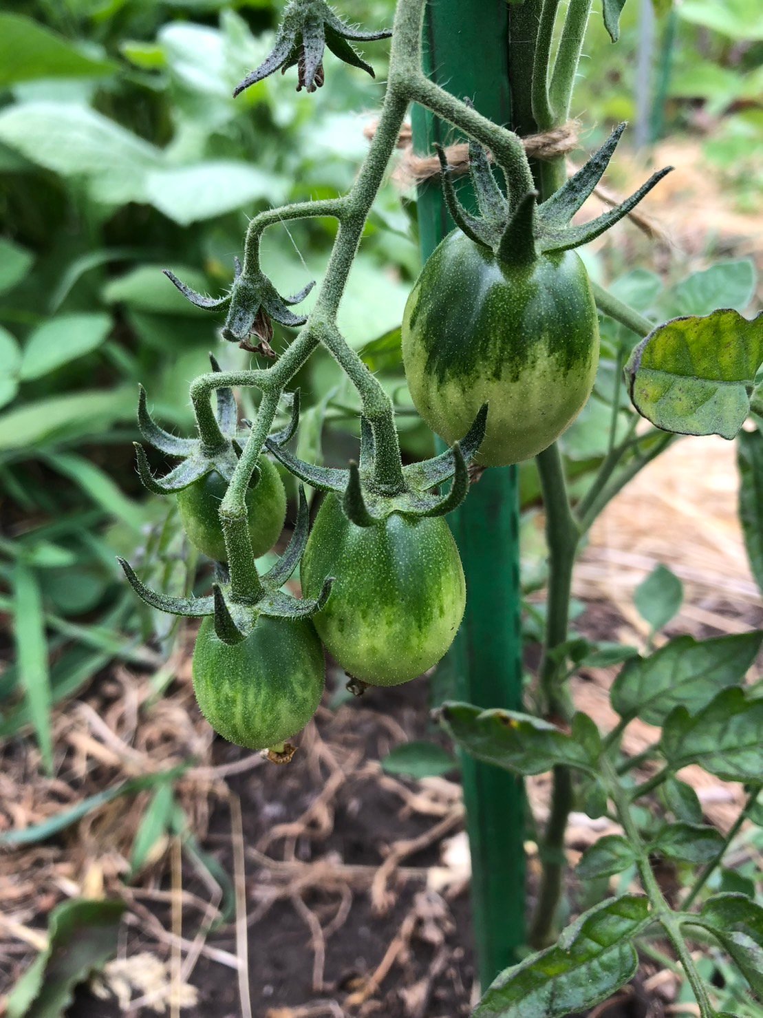 トマトが心配な梅雨空