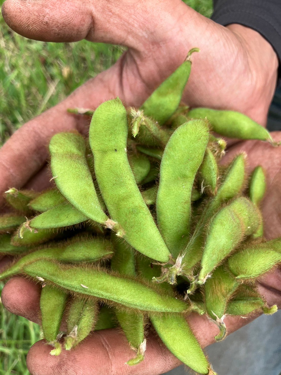 待ち遠しい枝豆