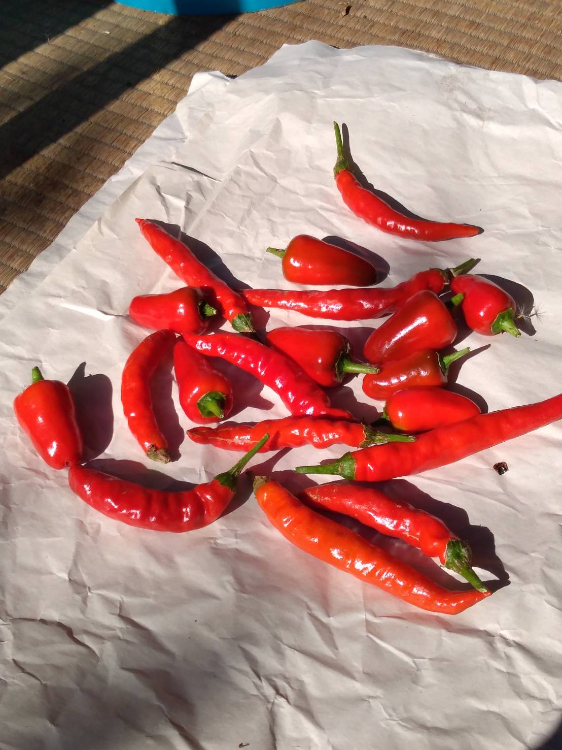 農園の仕事も秋から冬へ