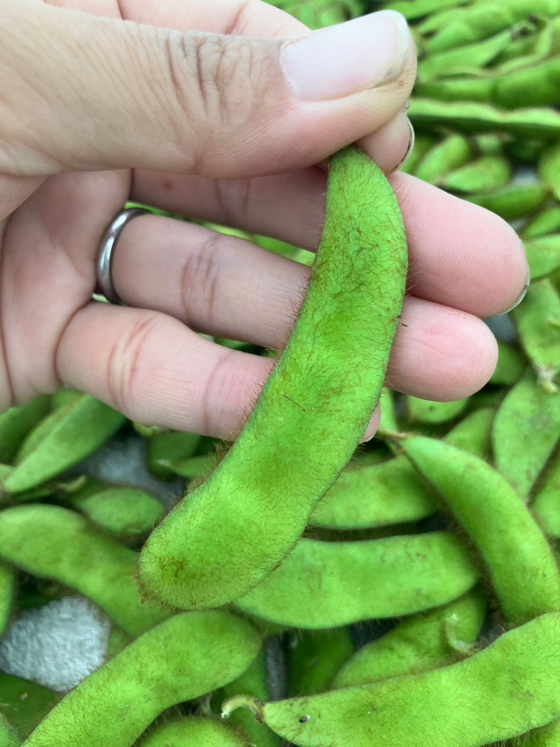 枝豆が収穫期を迎えています