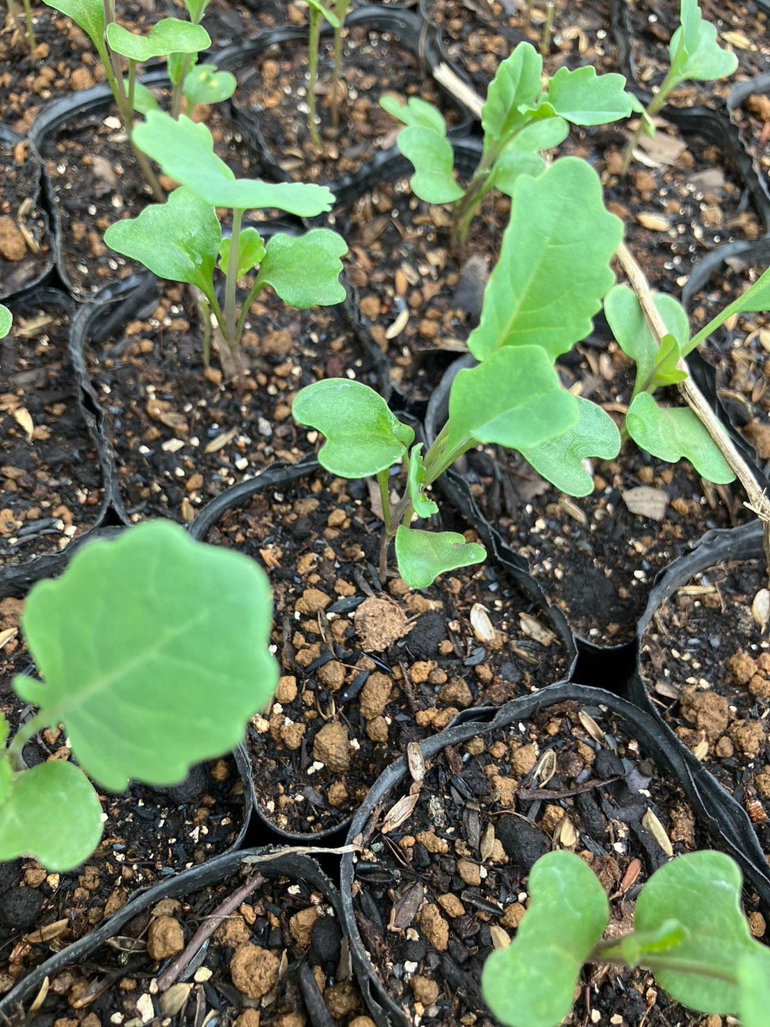 固定種野菜の苗を販売します