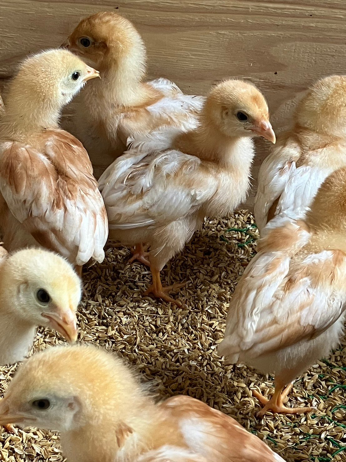 ひよこ、日齢50日