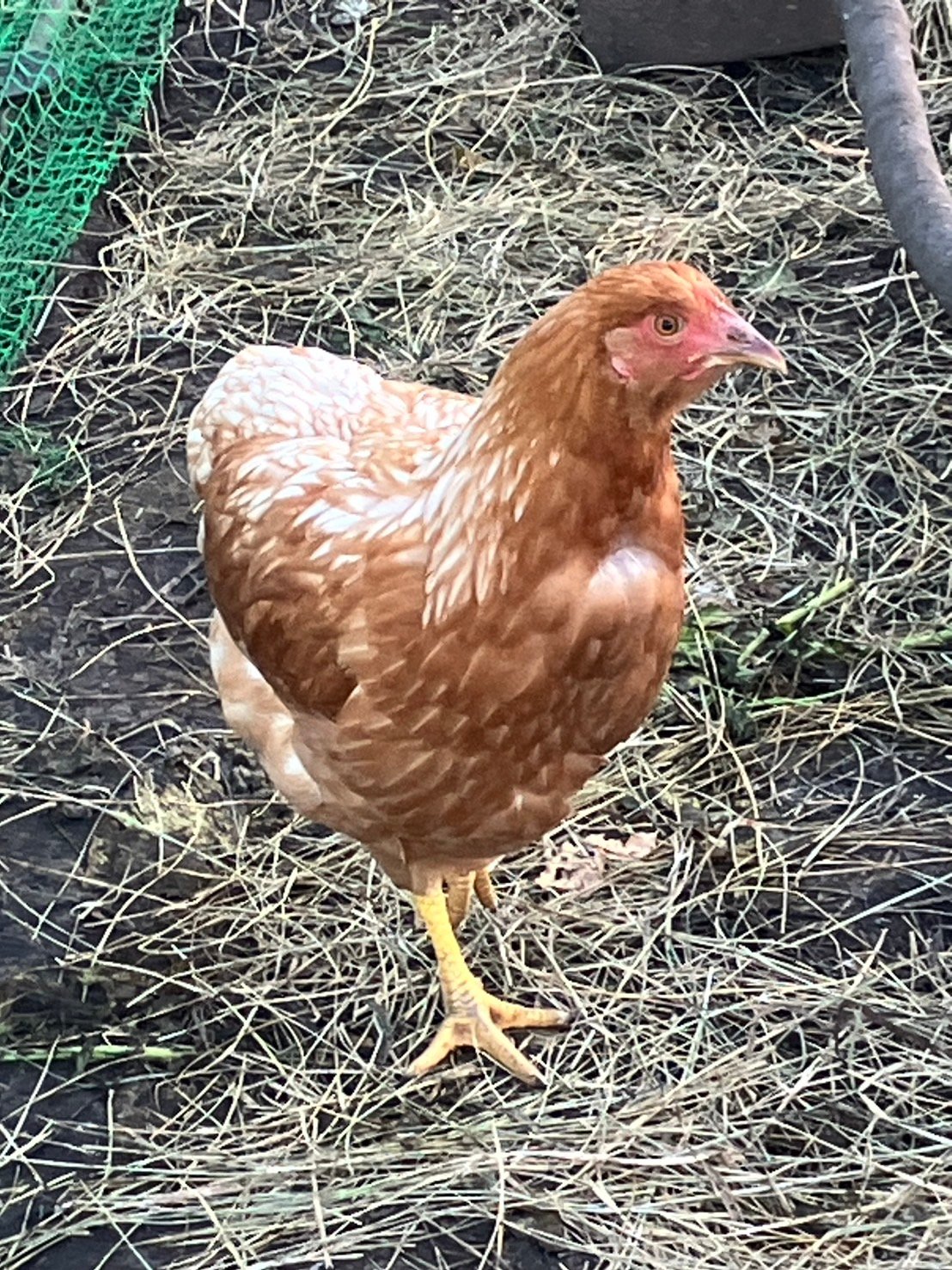 日齢180日超えました