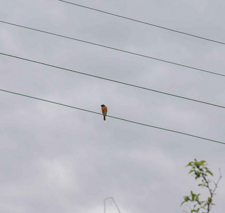 NAJU - Stunde der Gartenvögel