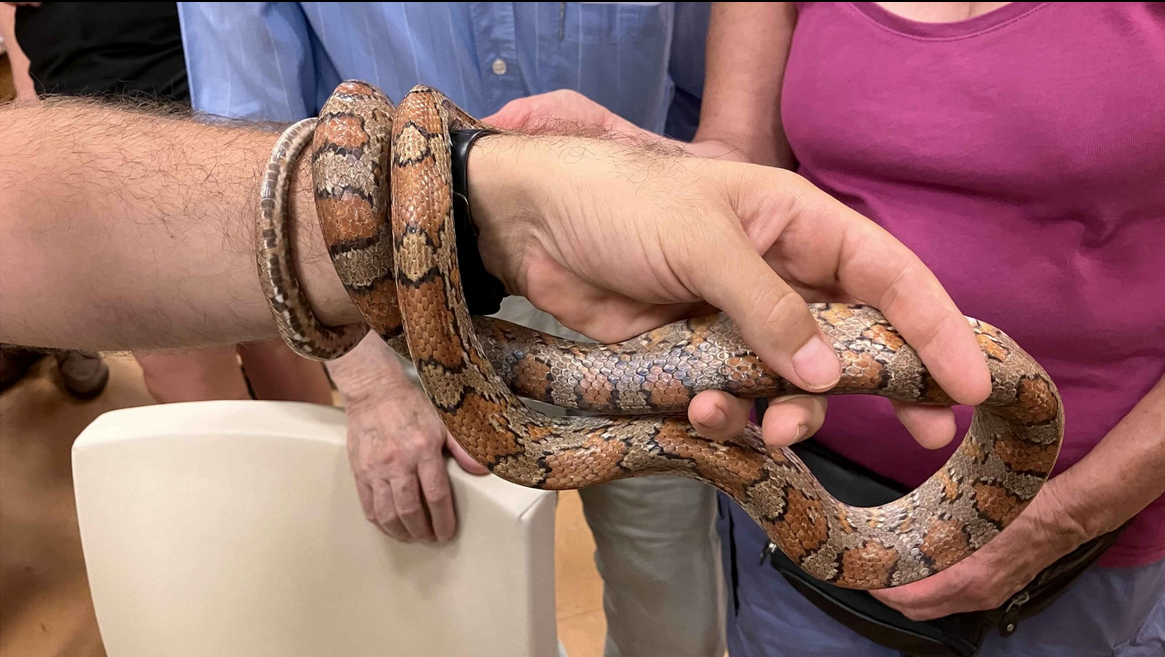 Die Schlange gleitet auch durch fremde Hände.