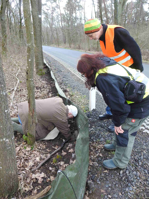 … und ganz unten, bei Molchen und Kröten.