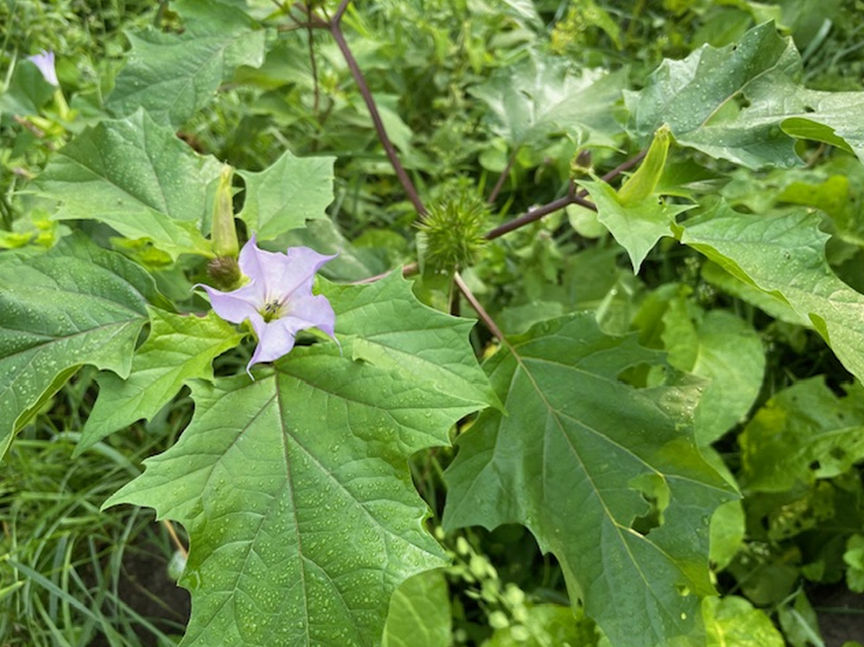 ... leider nur wenige erwünschte!
