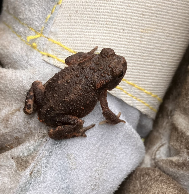 Beobachtungen in der Natur: eine kleine Kröte.