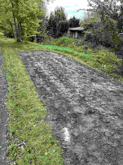 Wieseneinsaat am Buchhügel