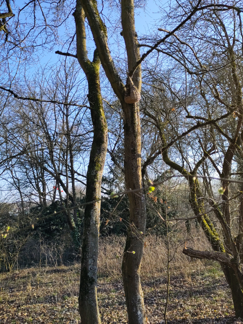 Eine Nisthilfe für Halbhöhlenbrüter wie das Rotkehlchen.