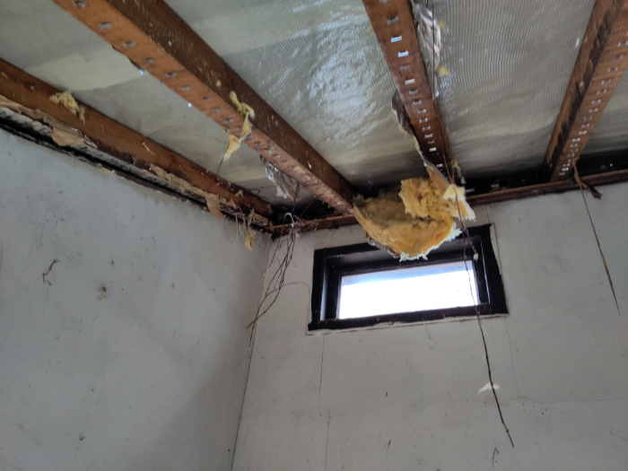 Wuchernde Reste vom Wilden Wein in/über/unter der ehemaligen Dämmung.