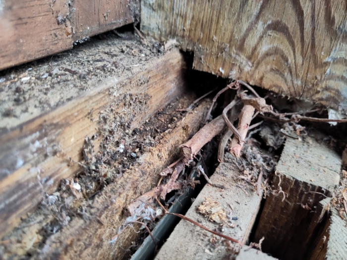 ... ohne weitere Pflege finden Wilder Wein und Efeu ihren Weg auch ins Innere.