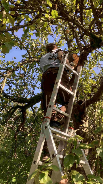 Manchmal wird auch in den oberen Etagen gearbeitet: hier beim Aufhängen einer Steinkauzröhre.