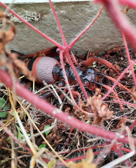 NAJU - Insekten erforschen