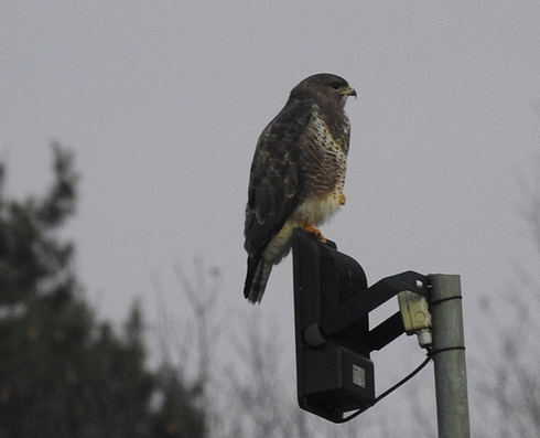 Steinkauzpirsch mit Wilfried Mann
