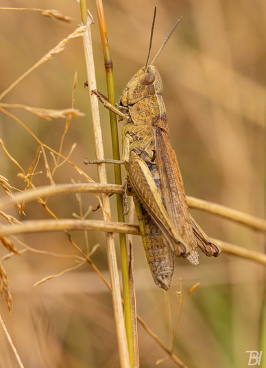 NAJU- was krabbelt im Quadrat