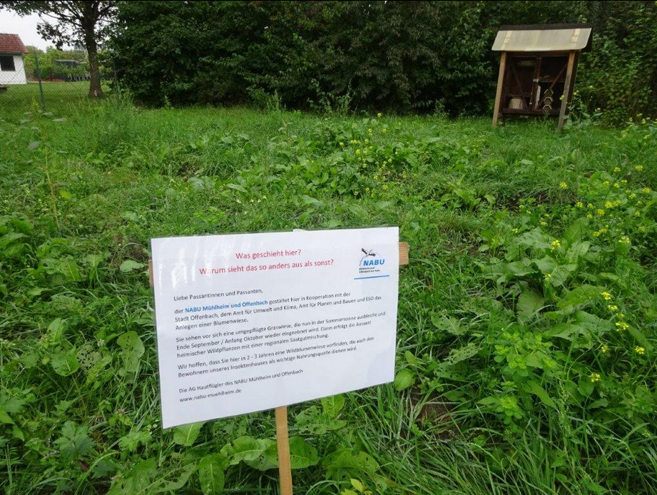 Mitte September 2024: statt Schwarzbrache üppiger Bewuchs ...