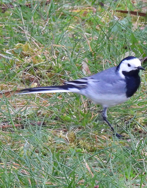Vogelstimmenwanderung um den Offenbacher Schultheis-Weiher