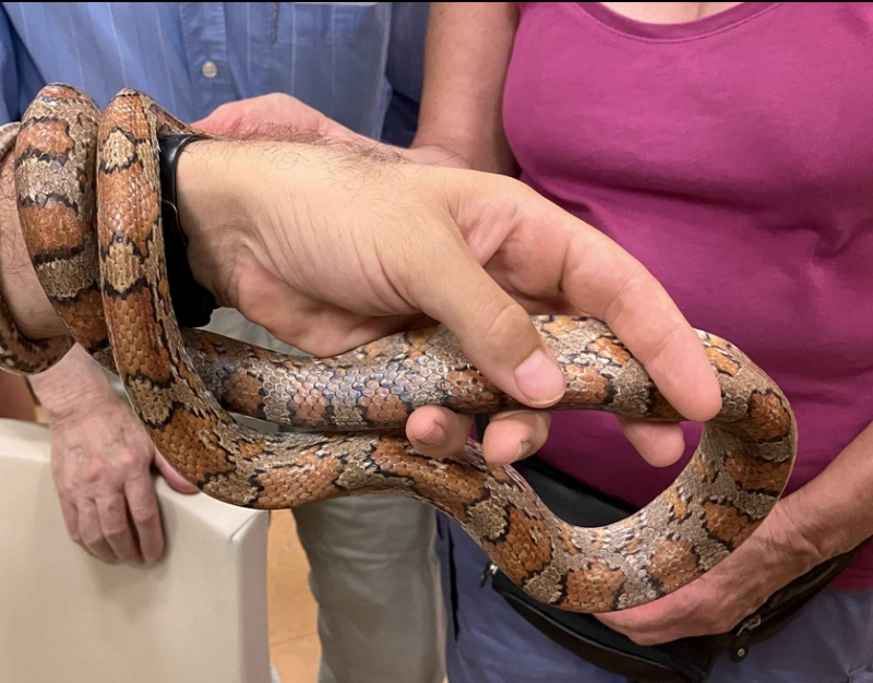 Schlangen – bei uns und anderswo