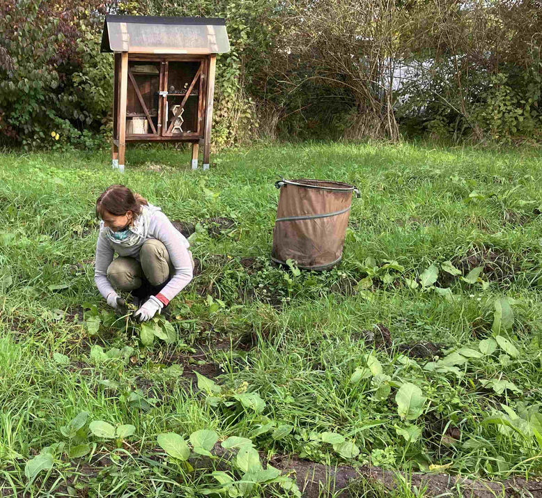 Der Krause Ampfer wurde durch Ausrupfen dezimiert.